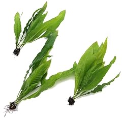 Bunches large java for sale  Delivered anywhere in UK