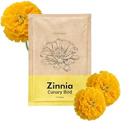 Canary bird zinnia for sale  Delivered anywhere in USA 