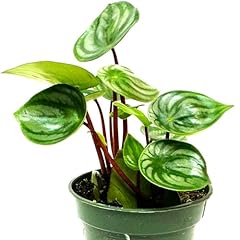 Watermelon peperomia plant for sale  Delivered anywhere in USA 