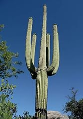 Carnegiea gigantea saguaro for sale  Delivered anywhere in UK