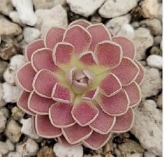 Graines plantes fraîches d'occasion  Livré partout en France