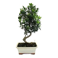 Kentis bonsai citrus usato  Spedito ovunque in Italia 