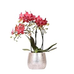 Kolibri orchids orchidea usato  Spedito ovunque in Italia 