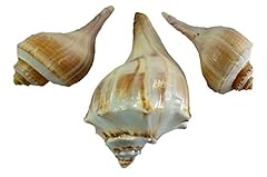 Shell piece whelk for sale  Delivered anywhere in USA 