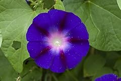 Ipomoea morning glory for sale  Delivered anywhere in UK