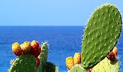 Green prickly pear for sale  Delivered anywhere in USA 