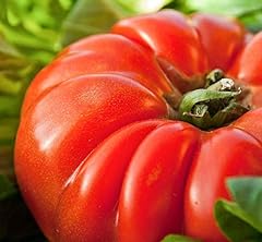 Graines tomate marmande d'occasion  Livré partout en France