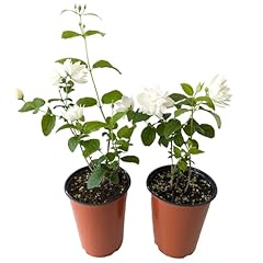 Easy grow philadelphus for sale  Delivered anywhere in USA 