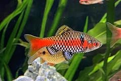 Odessa barb live for sale  Delivered anywhere in USA 