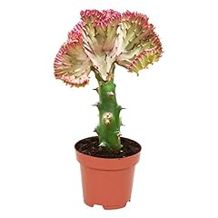 Live cactus plants for sale  Delivered anywhere in UK