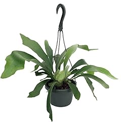 Staghorn fern 6.5 for sale  Delivered anywhere in USA 