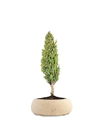 Cipresso bonsai altezza usato  Spedito ovunque in Italia 