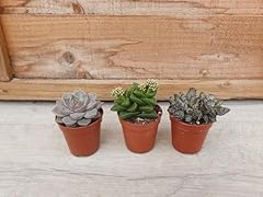 Live succulent plants for sale  Delivered anywhere in UK