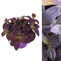 Carbeth plants tradescantia for sale  Delivered anywhere in UK