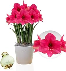 Bulbo amaryllis pink usato  Spedito ovunque in Italia 