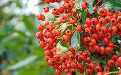 Semi pyracantha coccinea usato  Spedito ovunque in Italia 