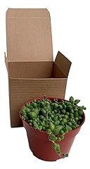 Succulent plant gift for sale  Delivered anywhere in USA 
