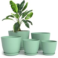 Utopia home plant for sale  Delivered anywhere in USA 