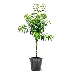 Elberta peach tree for sale  Delivered anywhere in USA 