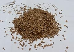 Betula papyrifera seeds for sale  Delivered anywhere in UK