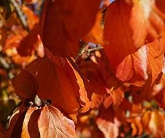 Eisenholzbaum parrotia persica gebraucht kaufen  Wird an jeden Ort in Deutschland