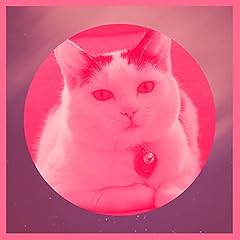 Fantastic happy kittens for sale  Delivered anywhere in UK