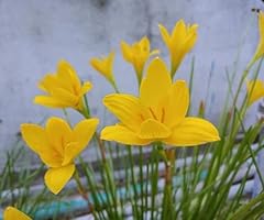 Yellow rain lily for sale  Delivered anywhere in USA 
