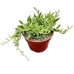 Live succulents string for sale  Delivered anywhere in USA 