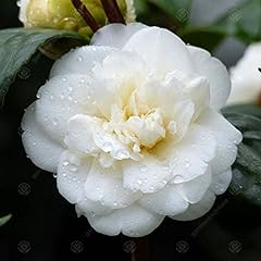 Camellia japonica nobilissima for sale  Delivered anywhere in UK