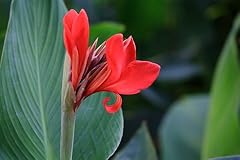 Seeds canna indica for sale  Delivered anywhere in UK