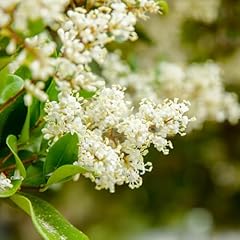Ligustro giapponese ligustrum usato  Spedito ovunque in Italia 