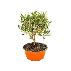 Bonplants olivo bonsai usato  Spedito ovunque in Italia 