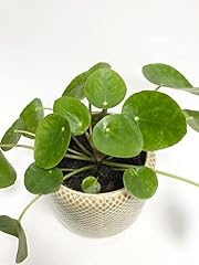 Chinese money plant for sale  Delivered anywhere in Ireland