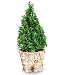 Rosemary topiary birch for sale  Delivered anywhere in USA 
