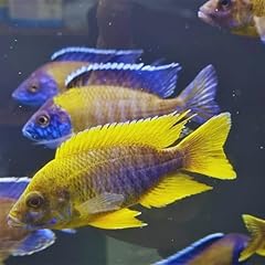 Lemon jake peacock for sale  Delivered anywhere in USA 