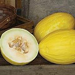 Yellow canary melons for sale  Delivered anywhere in USA 