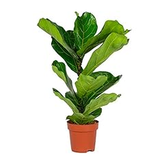 Ficus lyrata enfant d'occasion  Livré partout en France