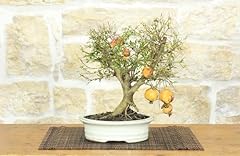 Bonsai melograno nano usato  Spedito ovunque in Italia 