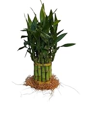 Live lucky bamboo for sale  Delivered anywhere in USA 