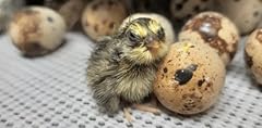 Lothian stores quail for sale  Delivered anywhere in UK