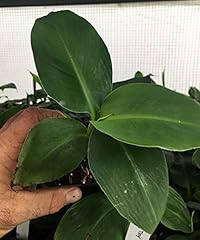 Musa truly tiny for sale  Delivered anywhere in USA 
