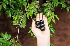 Live jaboticaba tree for sale  Delivered anywhere in USA 