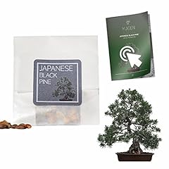 Japanese black pine for sale  Delivered anywhere in UK
