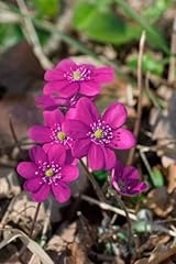 Hepatica nobilis rubra gebraucht kaufen  Wird an jeden Ort in Deutschland