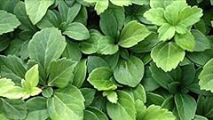 Pachysandra terminalis japanes for sale  Delivered anywhere in USA 