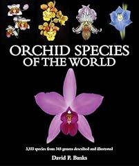 Orchid species 333 for sale  Delivered anywhere in USA 