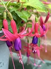 Fuchsia genii perennial for sale  Delivered anywhere in UK