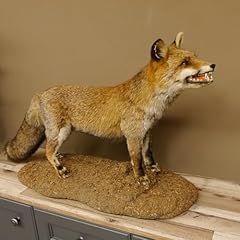 Fuchs rotfuchs ffener gebraucht kaufen  Wird an jeden Ort in Deutschland