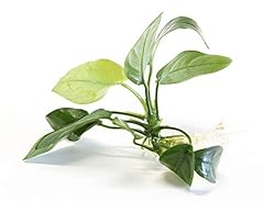Lincolnshire pond plants for sale  Delivered anywhere in UK
