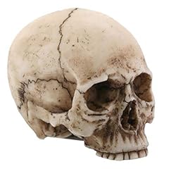Small human skull for sale  Delivered anywhere in USA 